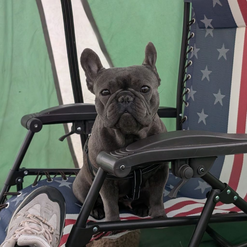 Healthy French Bulldog for sale
