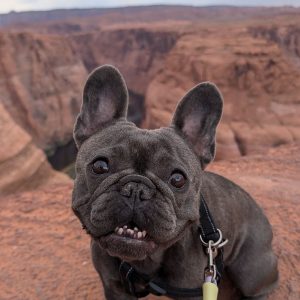 Cute French Bulldog For Sale