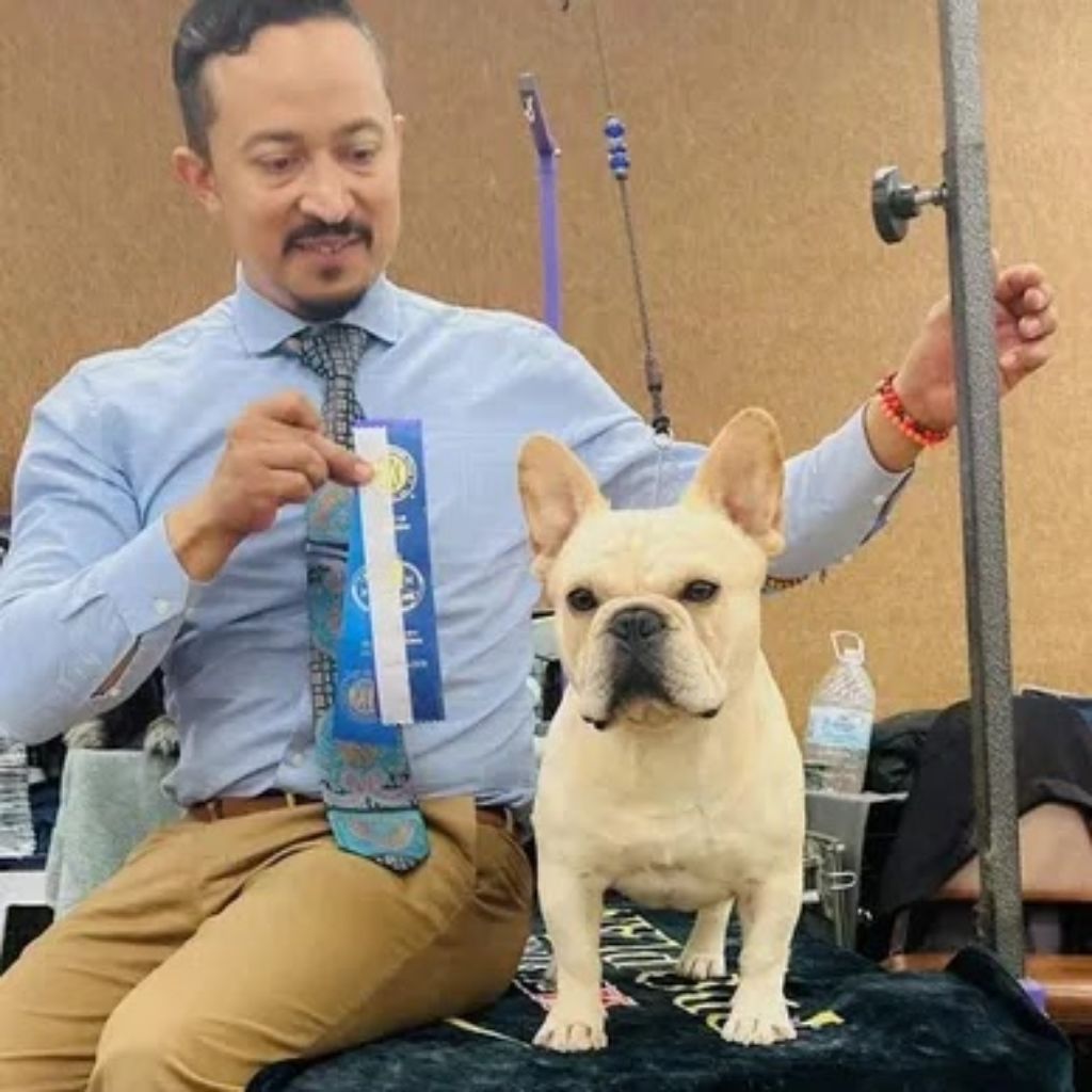 French Bulldog AKC Champion Sire