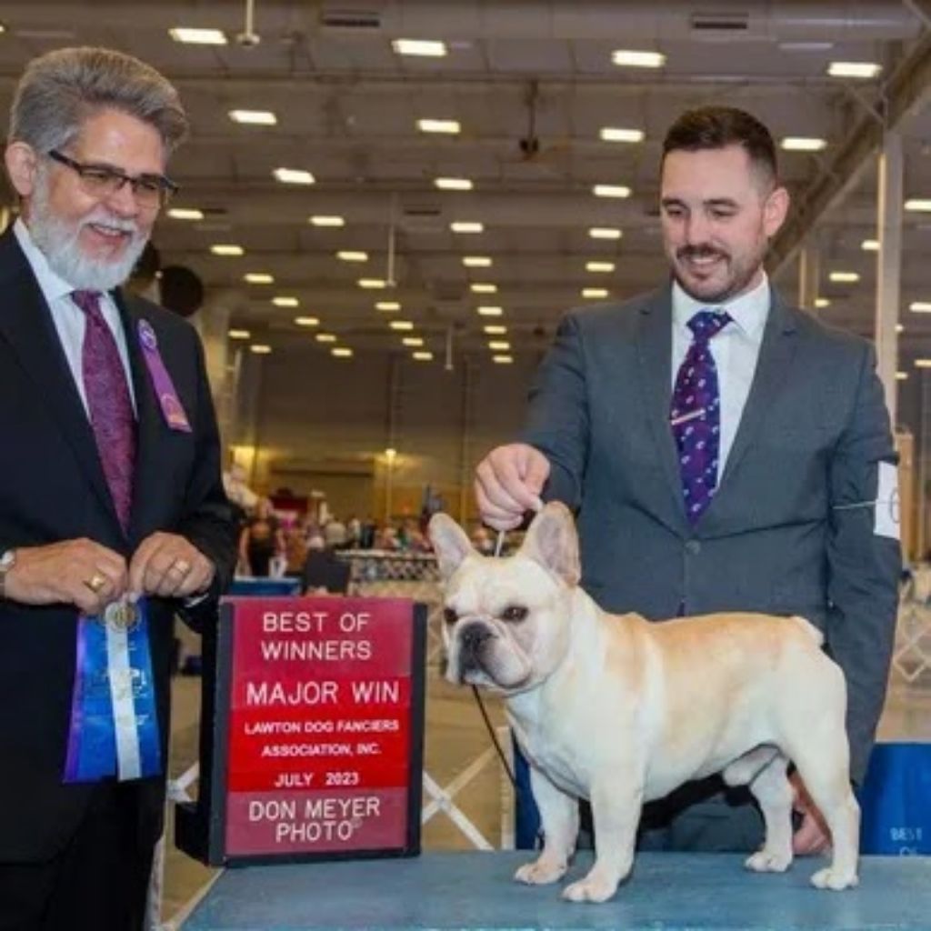 French Bulldog For Sale