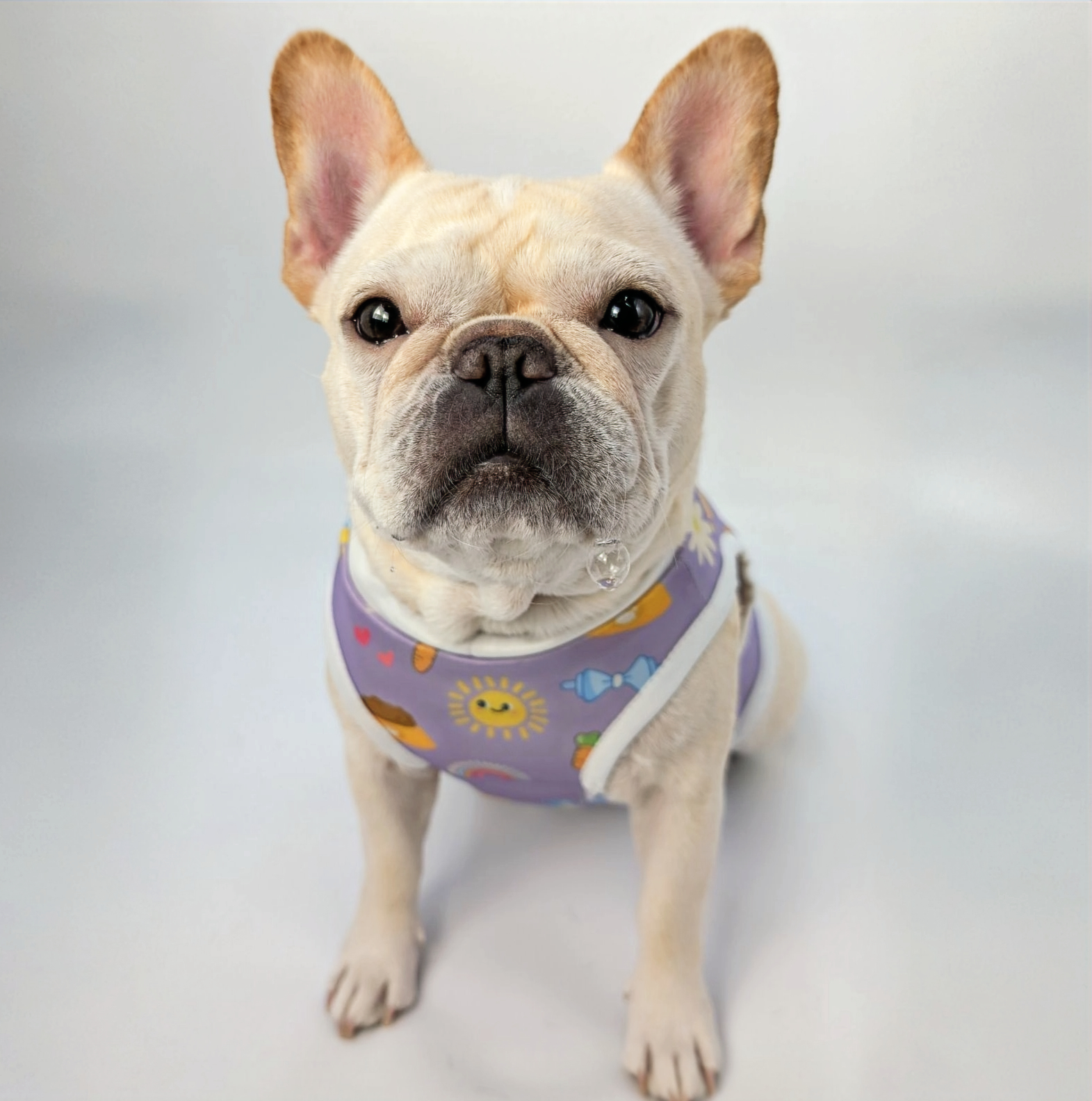 Frenchie for sale colorado