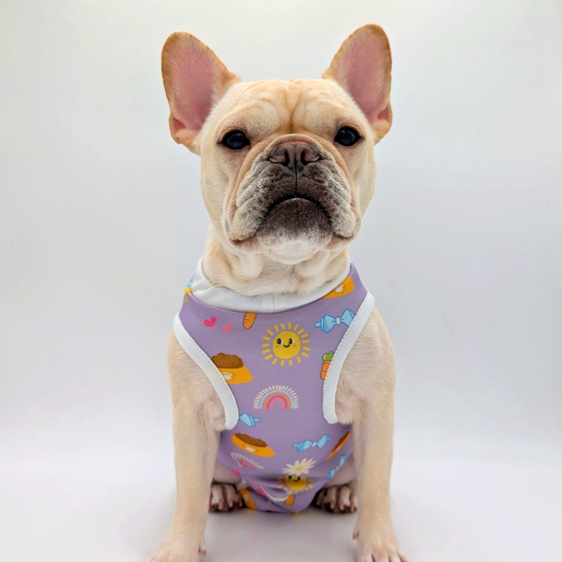 French bulldog