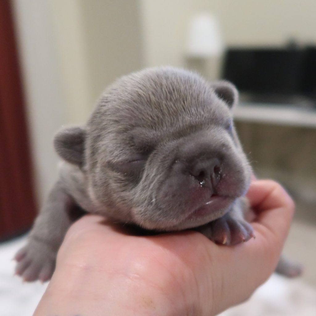 French bulldog Colorado