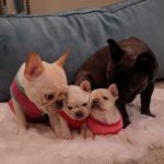 French Bulldog Puppies, Breeding French Bulldog