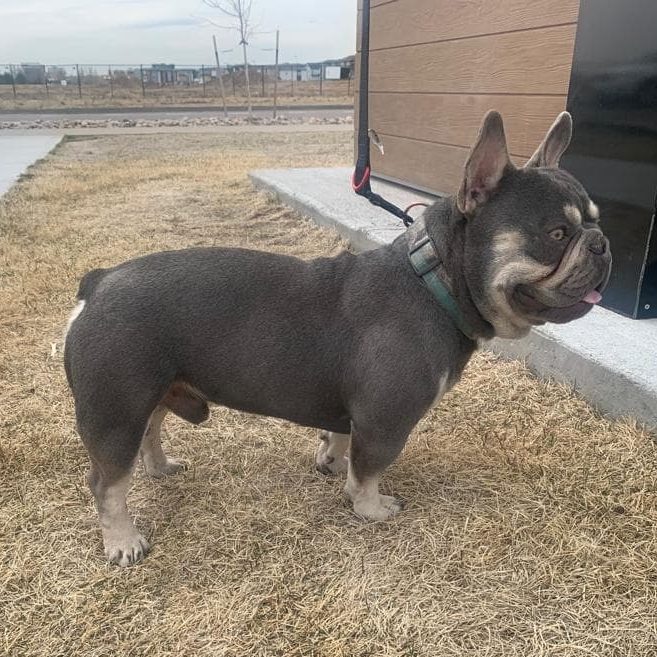 Quality French Bulldog puppy for sale colorado