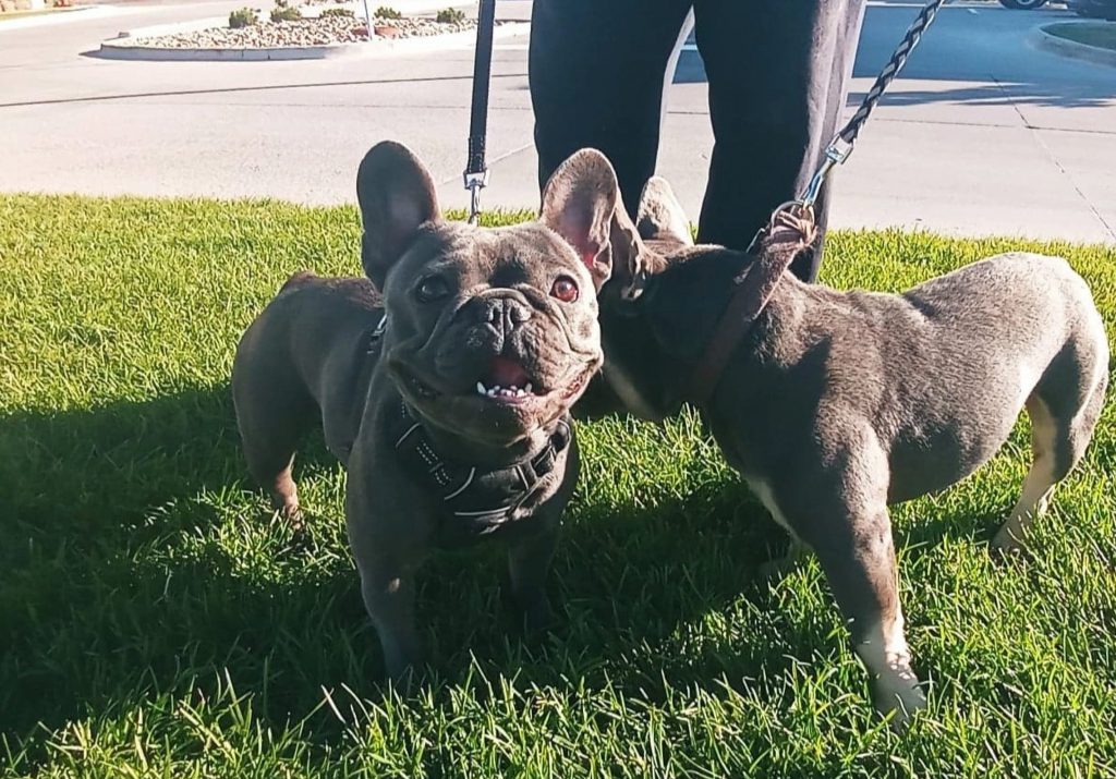 Colorado French Bulldog puppy for sale
