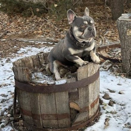 french bulldog for sale in colorado