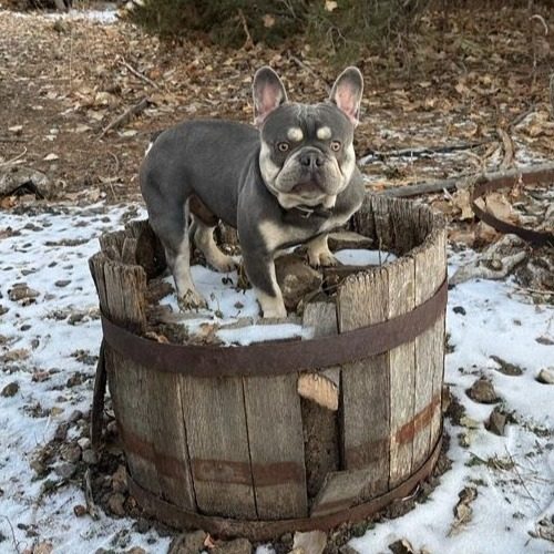 Healthy Frenchie puppies for sale colorado