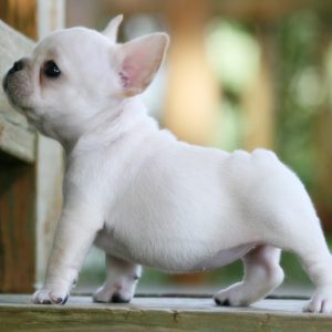 Puppies for sale