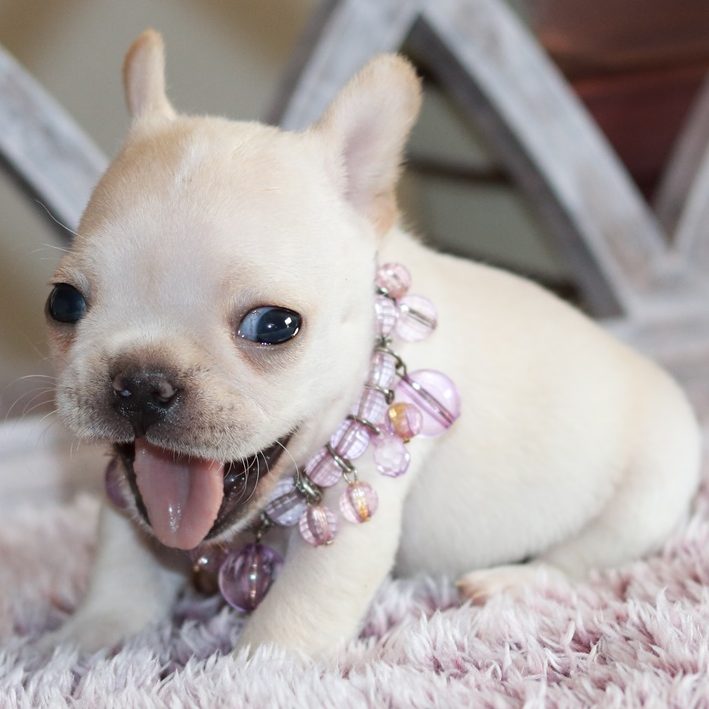 Frenchie Puppies for sale