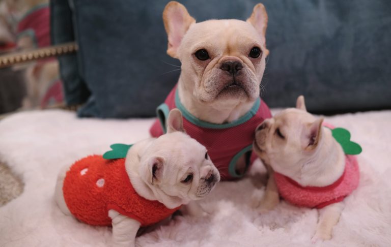 Cute French Bulldog Puppies
