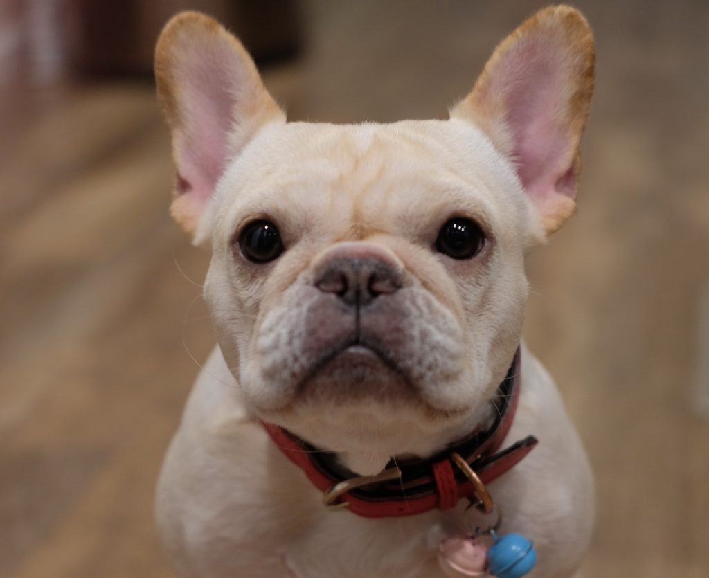 Cute French Bulldog Colorado