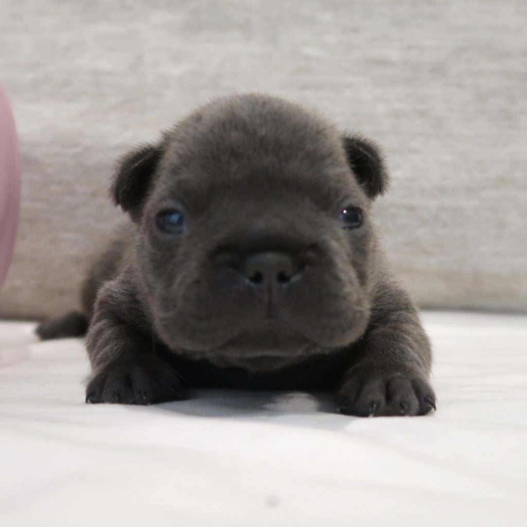 French bulldog for sale