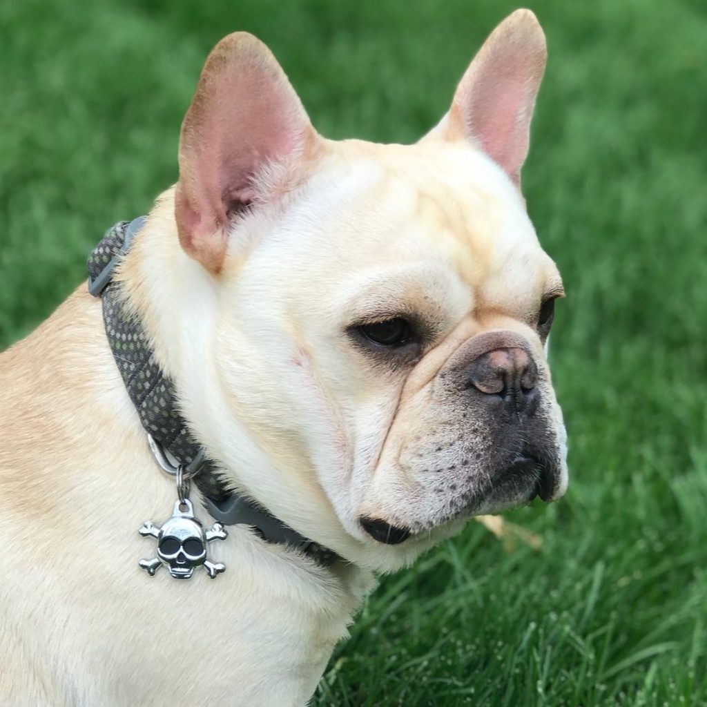 Colorado French Bulldog
