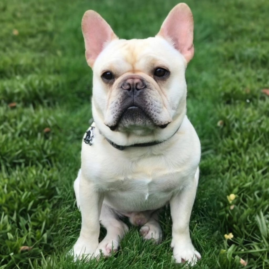 French Bulldog Colorado