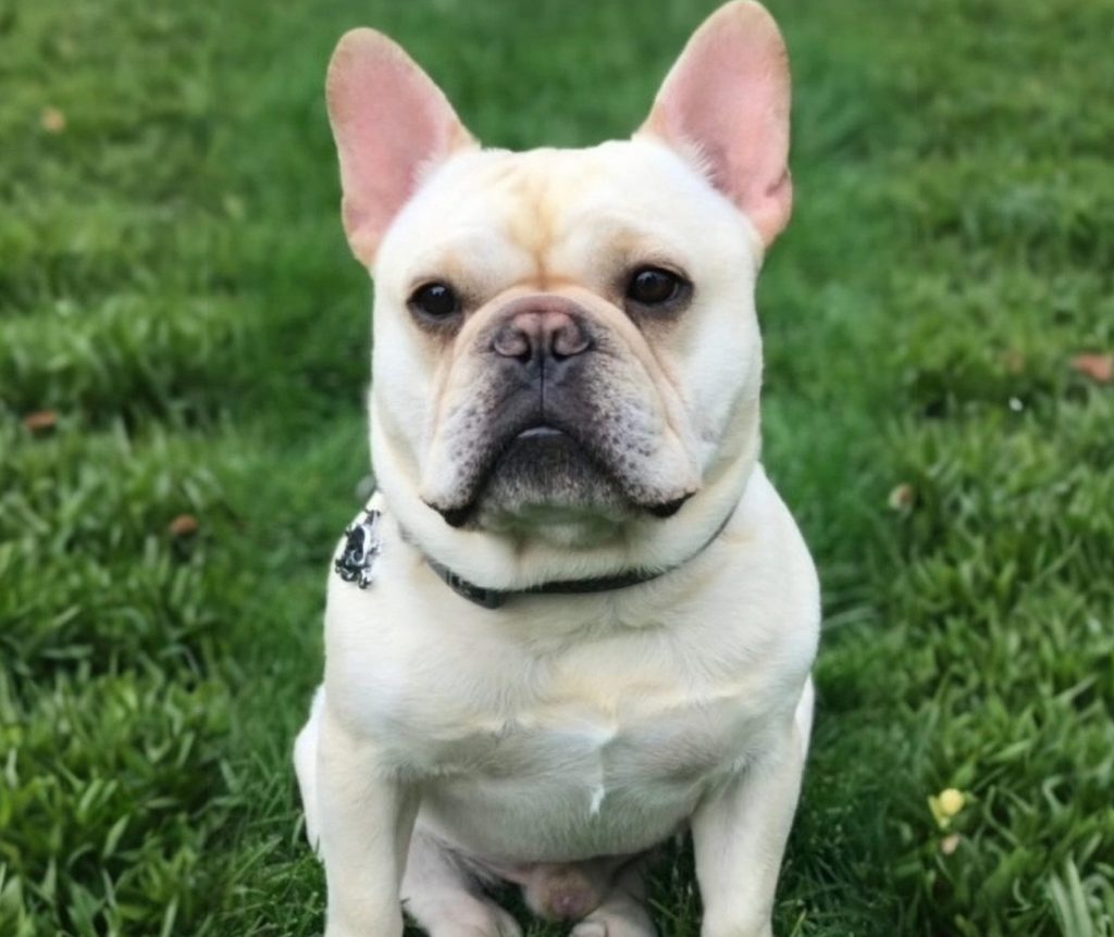 Colorado French Bulldog