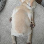 French Bulldog Puppies
