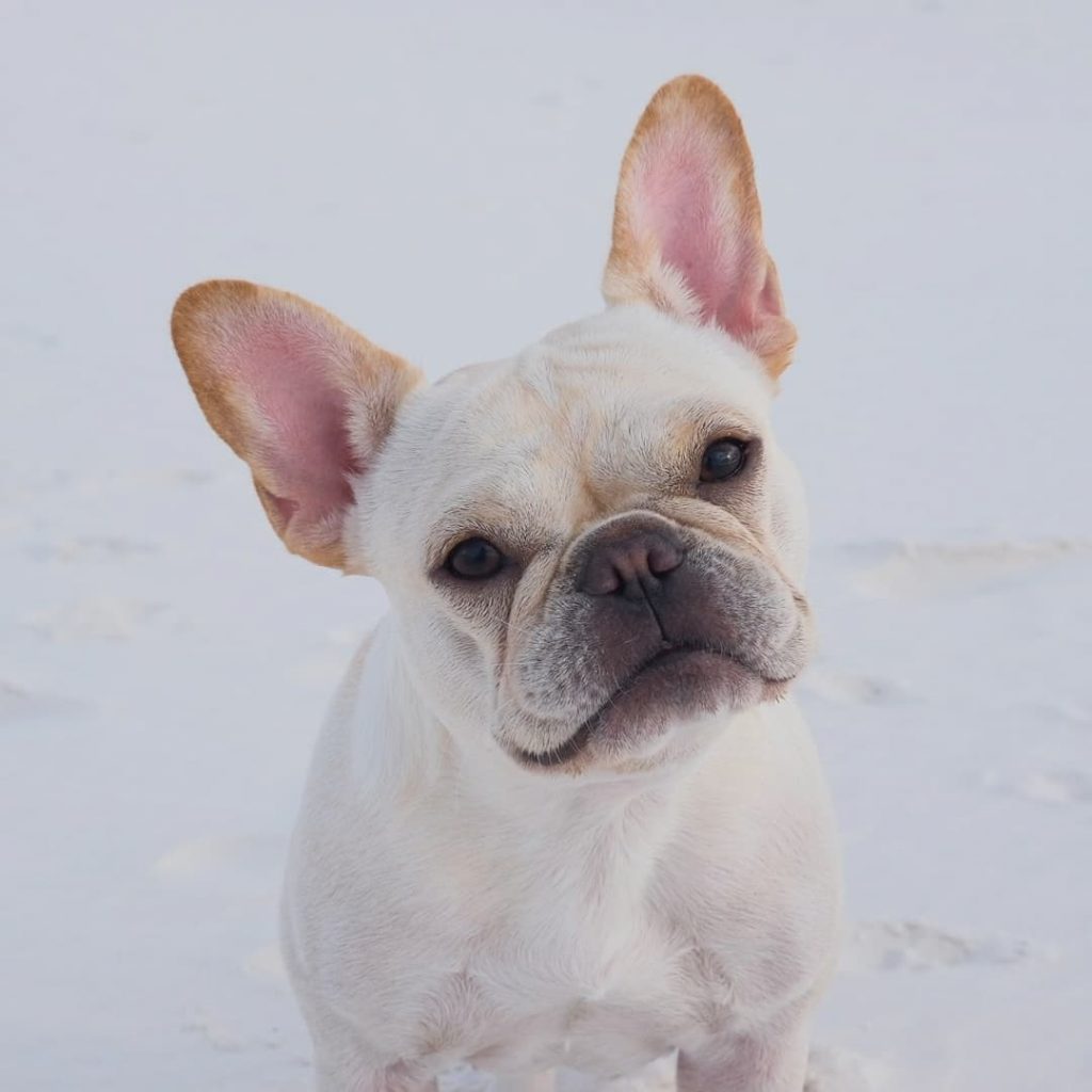 French Bulldog breeder