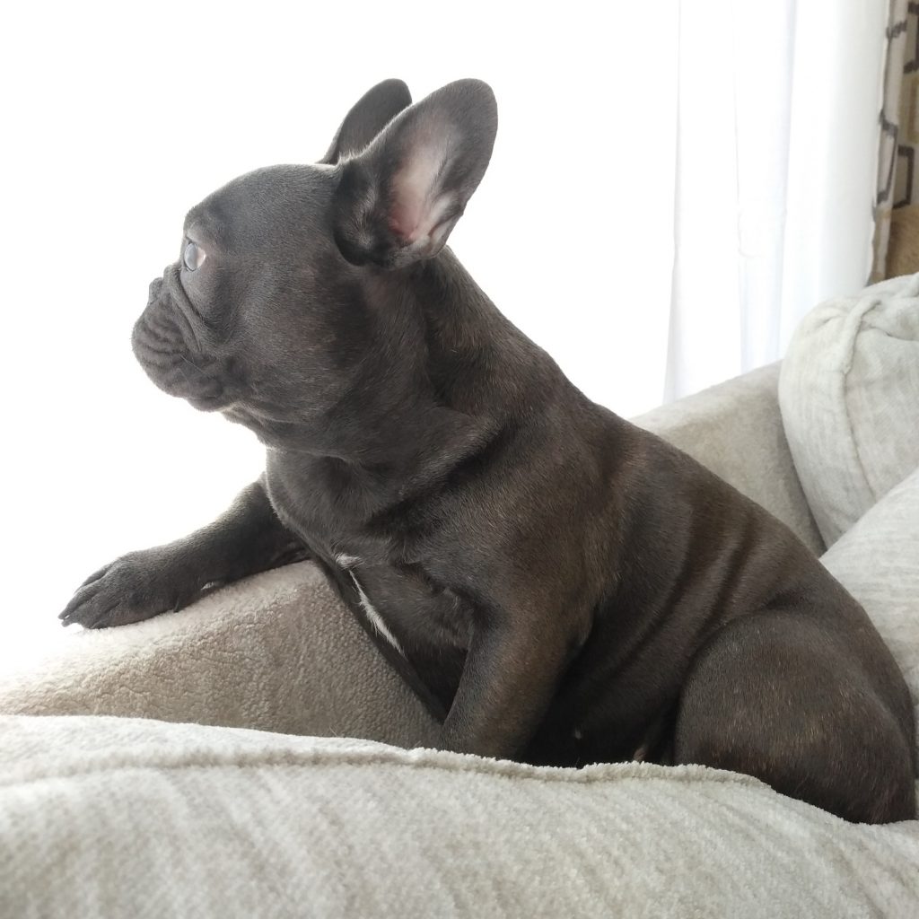 colorado puppy for sale