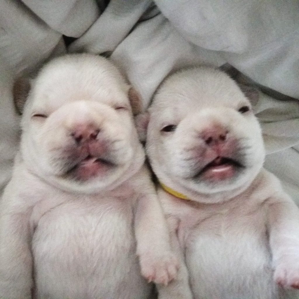 French Bulldog Puppies for sale