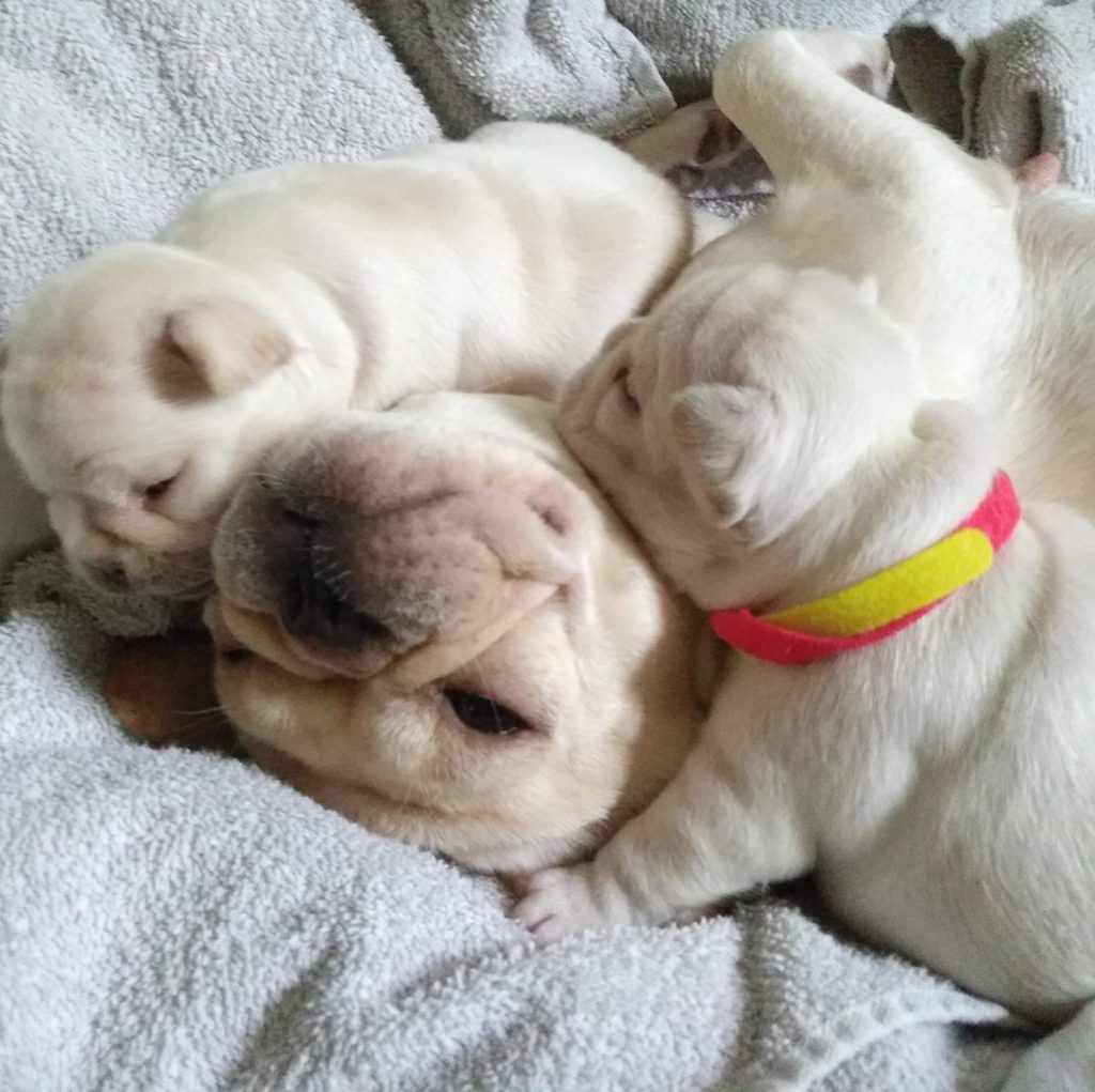 Cute Frenchie For sale