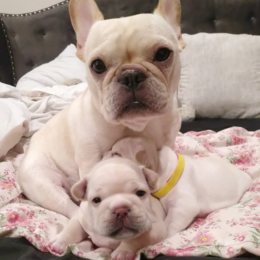 French Bulldog For Sale Colorado