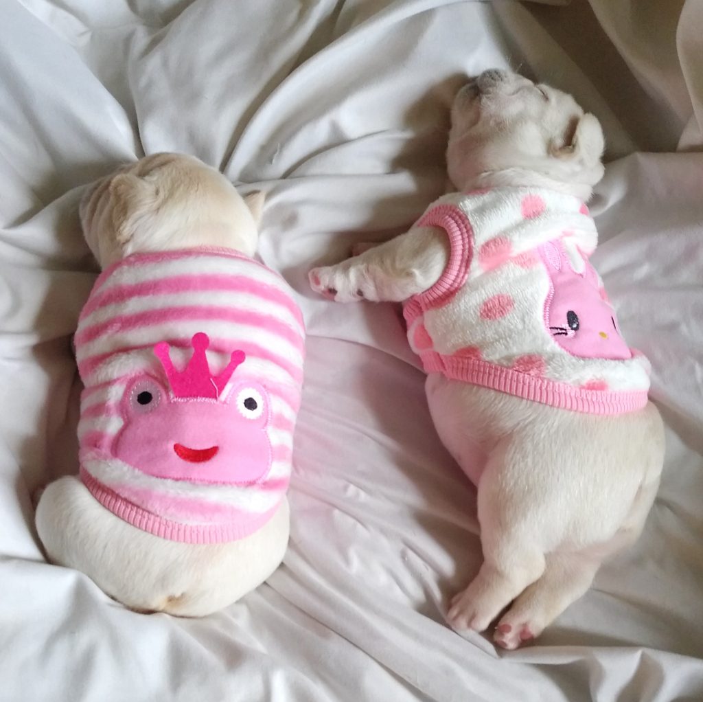 French Bulldog Colorado