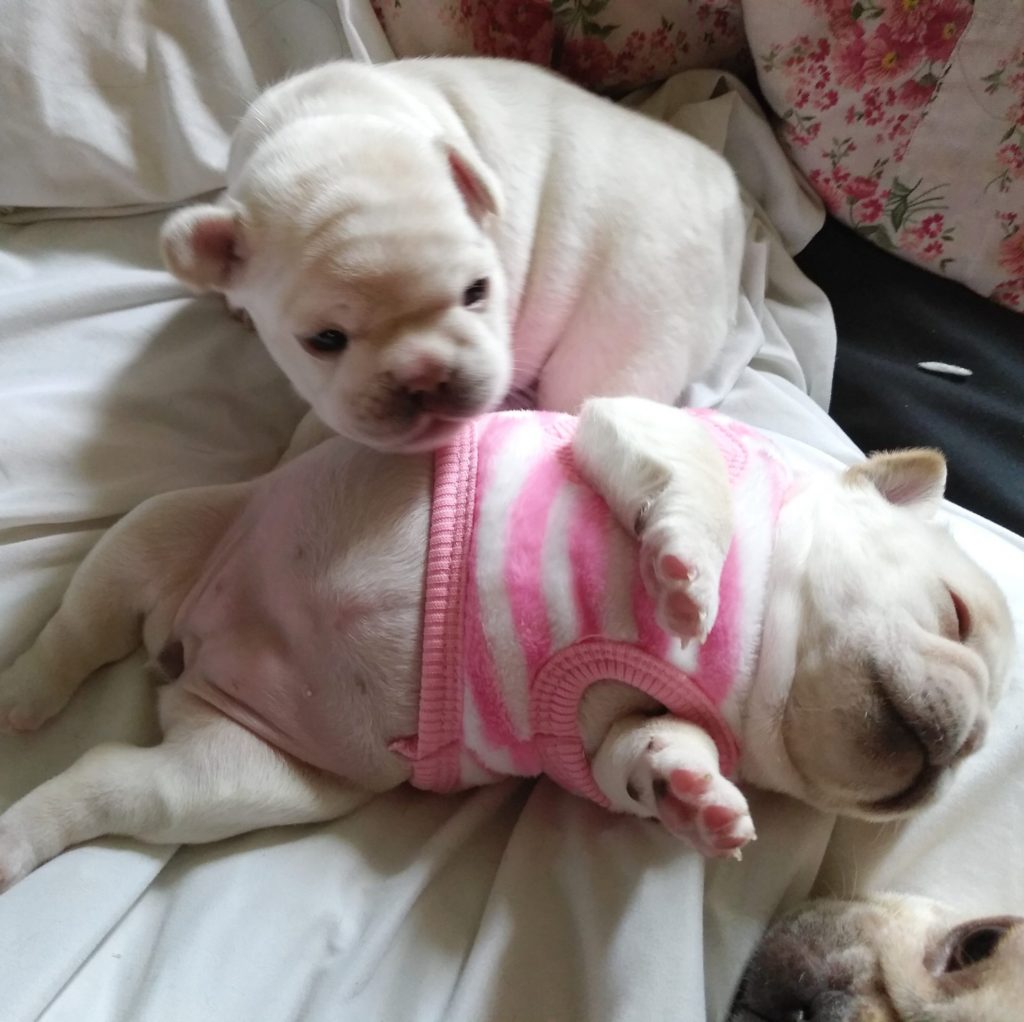 French Bulldog Colorado
