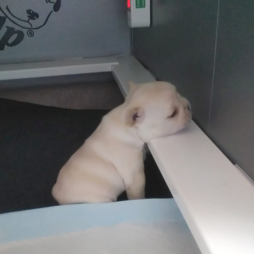 Frenchie puppies for sale