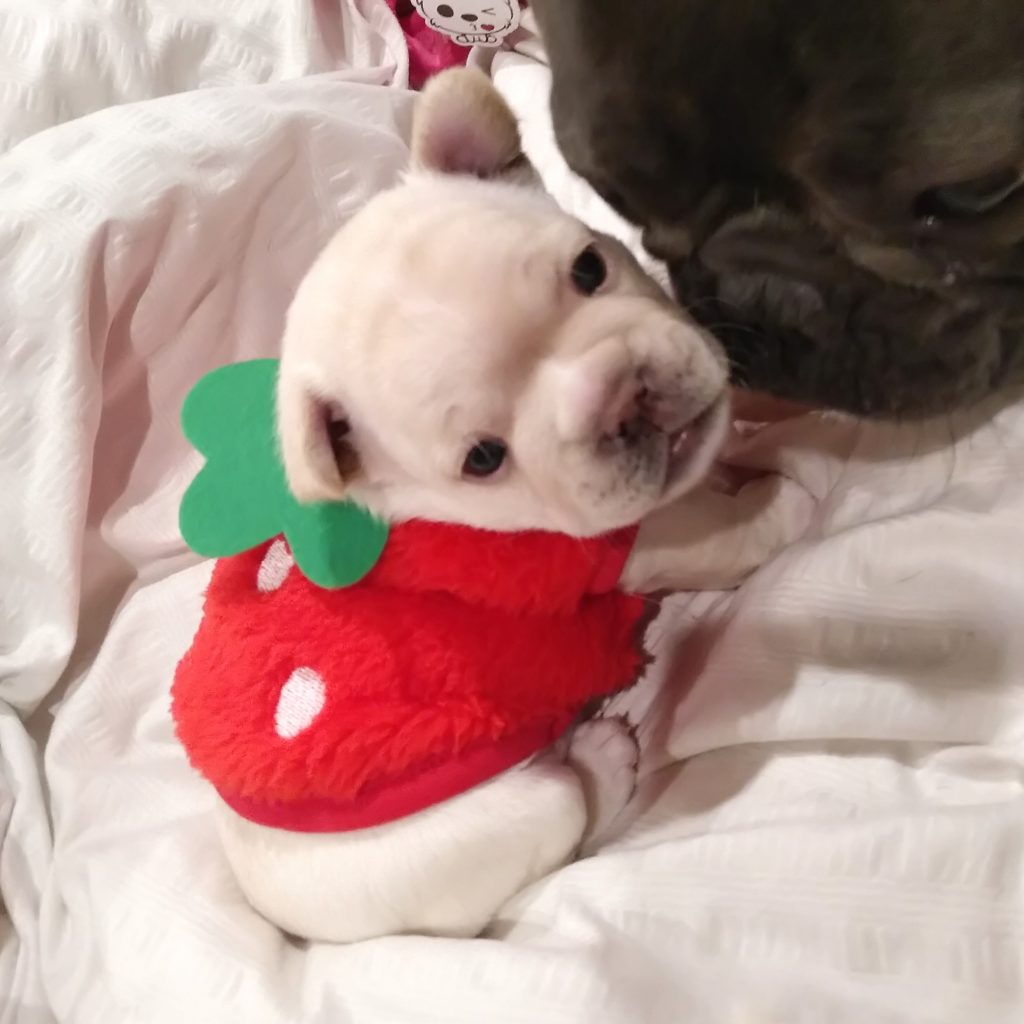 French Bulldog For Sale