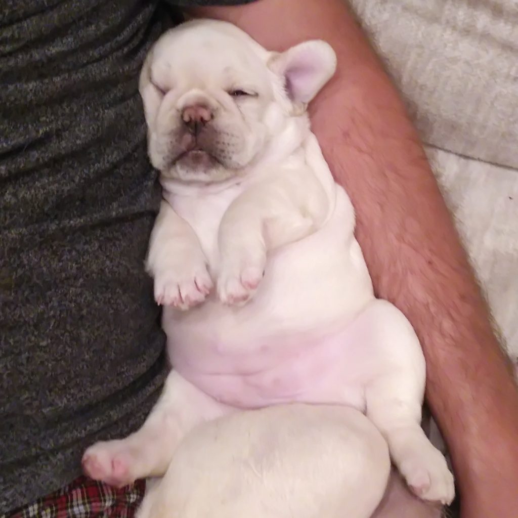 french Bulldog denver
