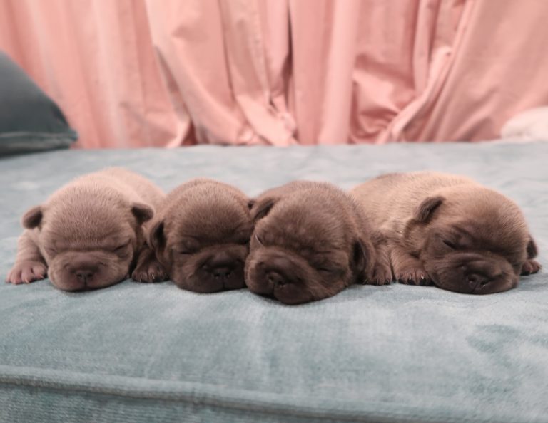 Frenchie puppy for sale colorado