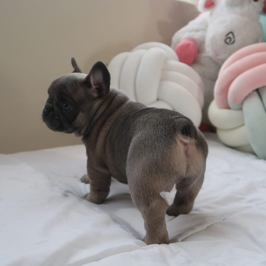 frenchie for sale
