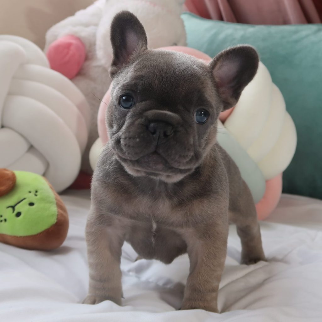 French Bulldog Puppies for sale Colorado
