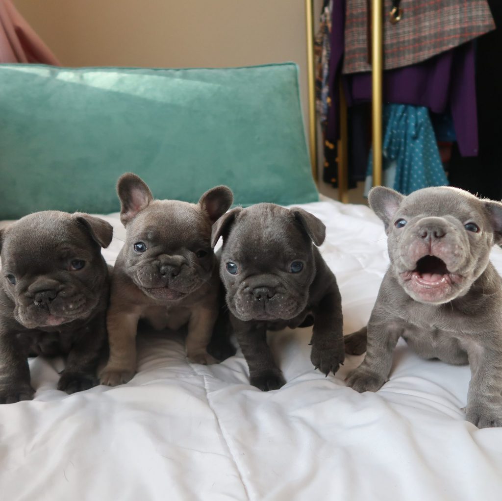 Frenchie puppy for sale