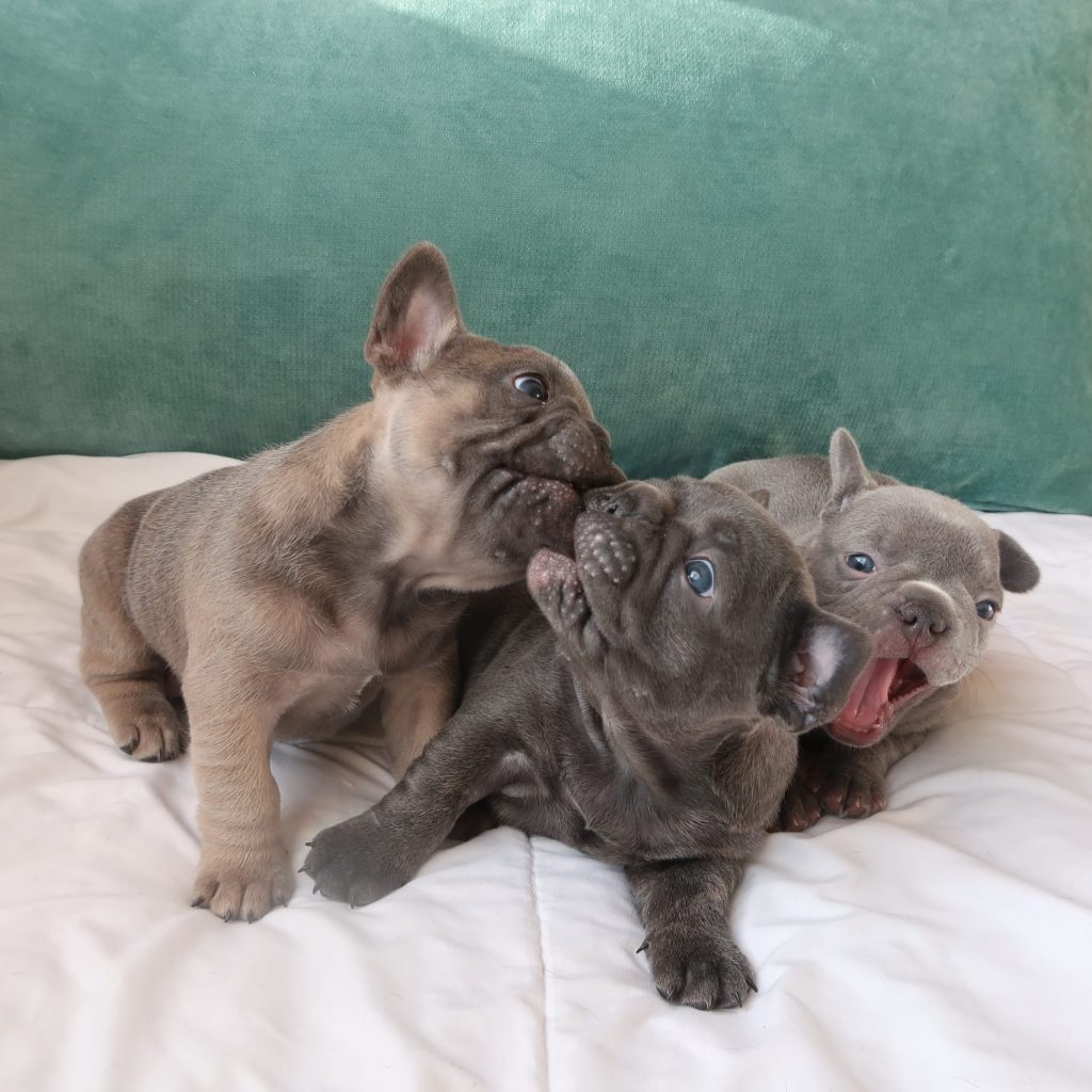 french bulldog colorado