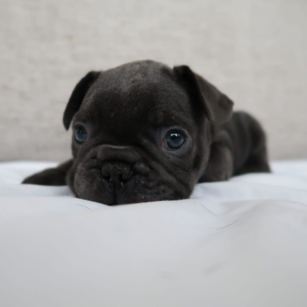 Frenchie for sale colorado