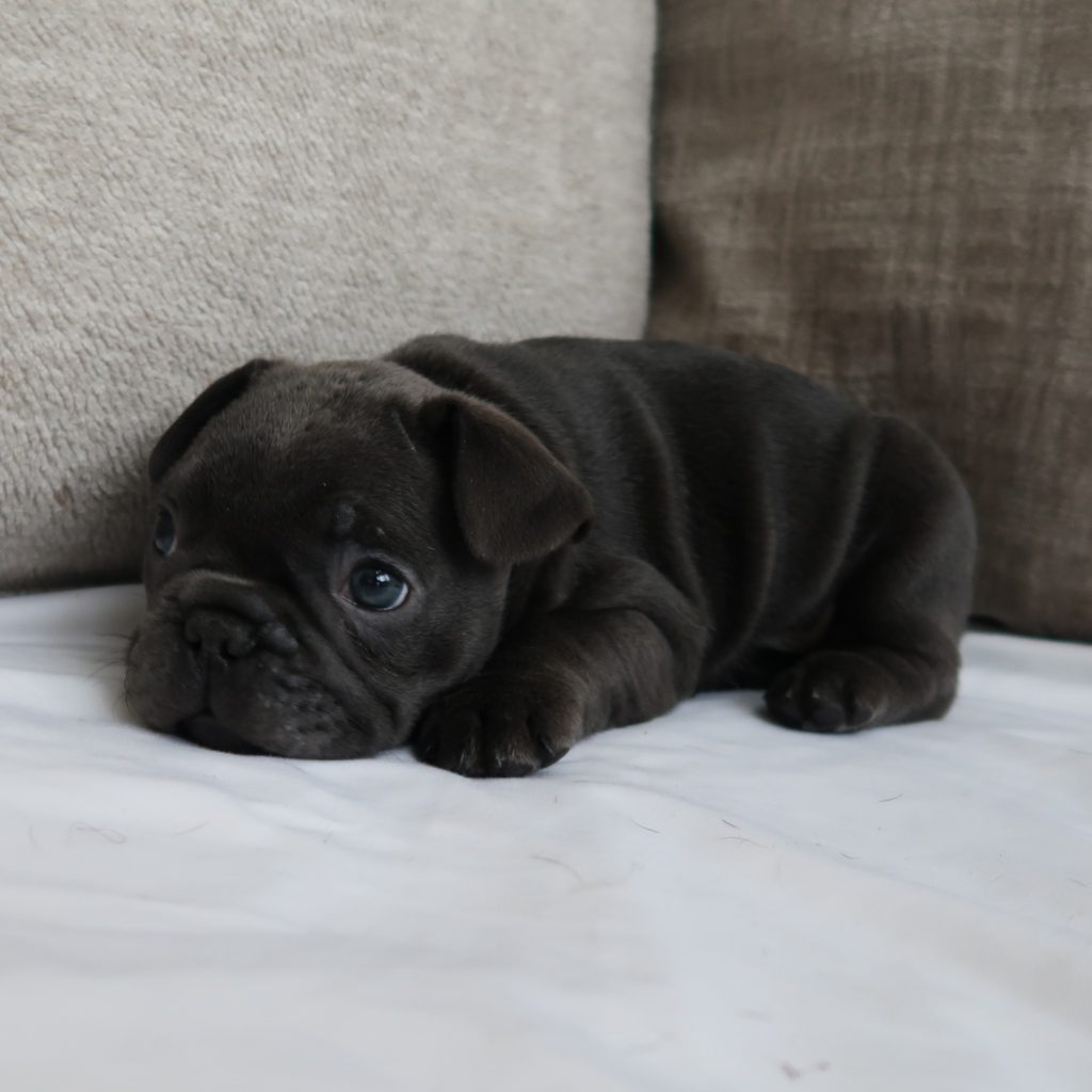 French bulldog Colorado