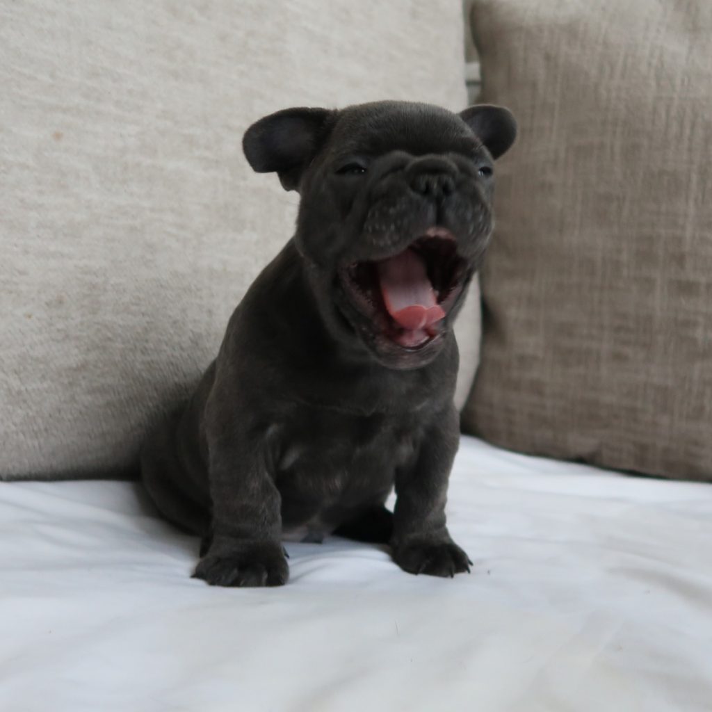 Frenchie for Sale colorado