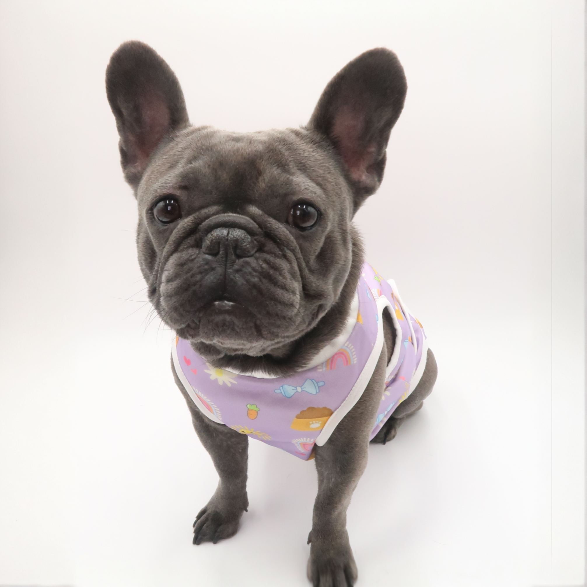 French bulldog