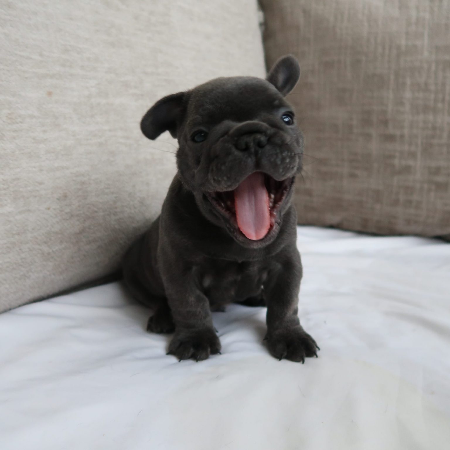 Frenchie for sale Colorado