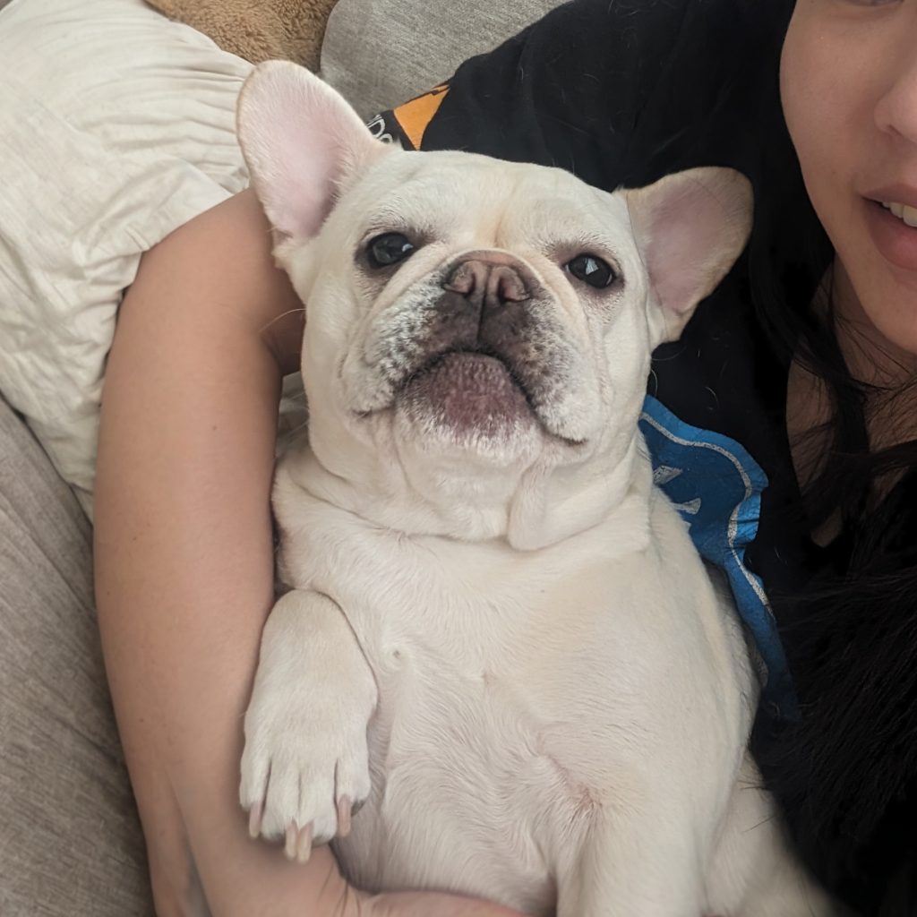 Available French Bulldog