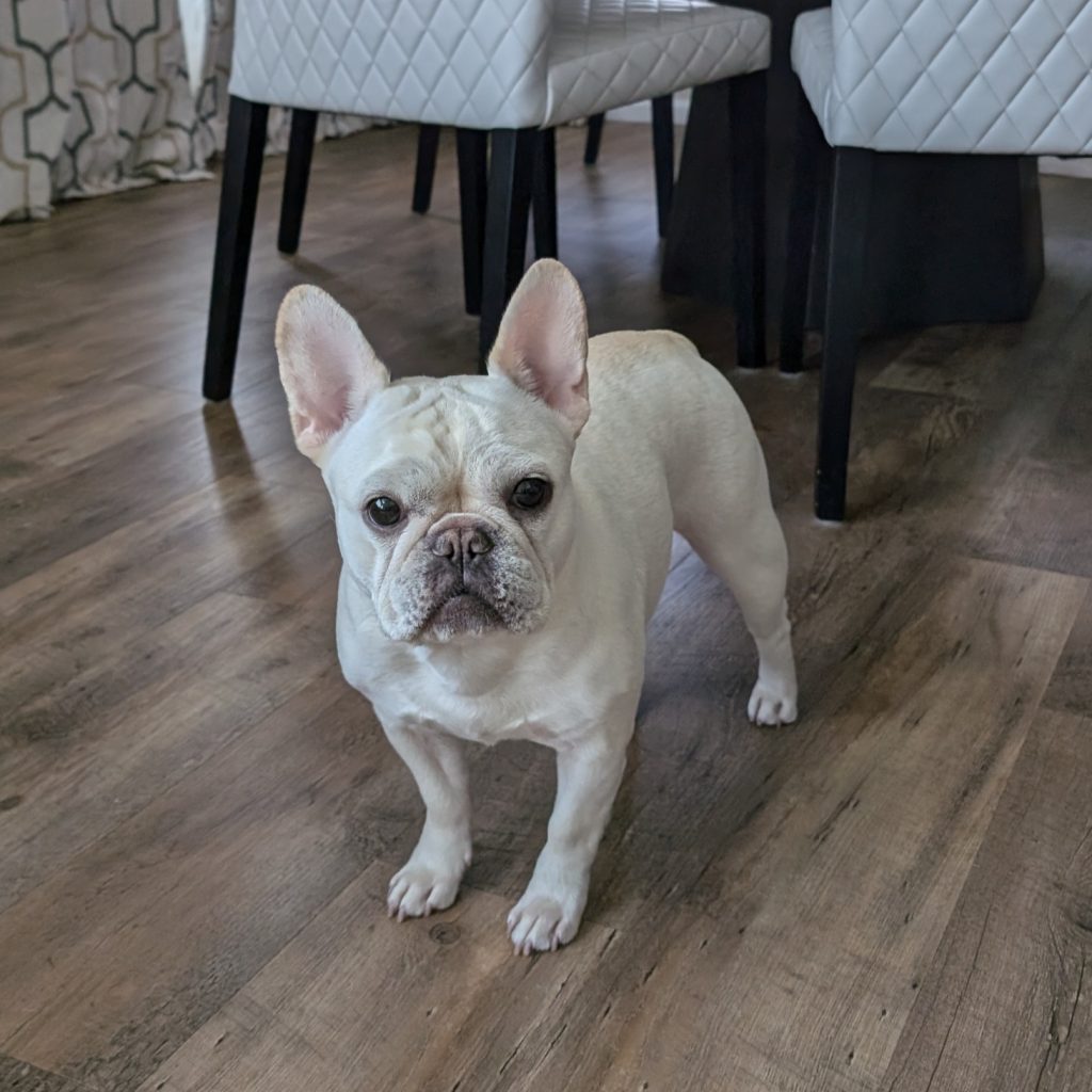 French Bulldog for sale