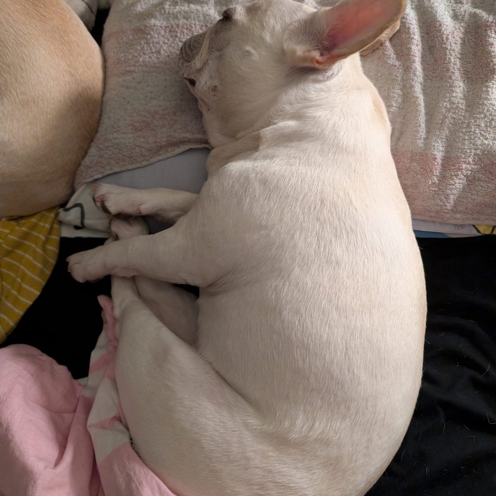 Frenchie Babies