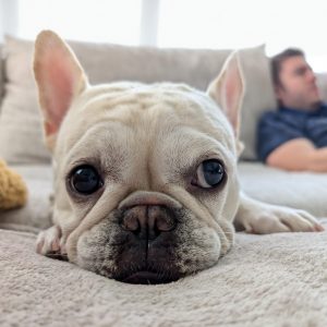 French Bulldog Coloardo
