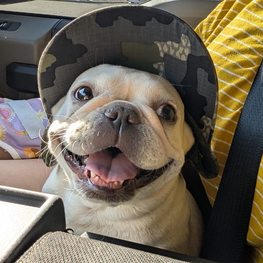 French Bulldog Colorado