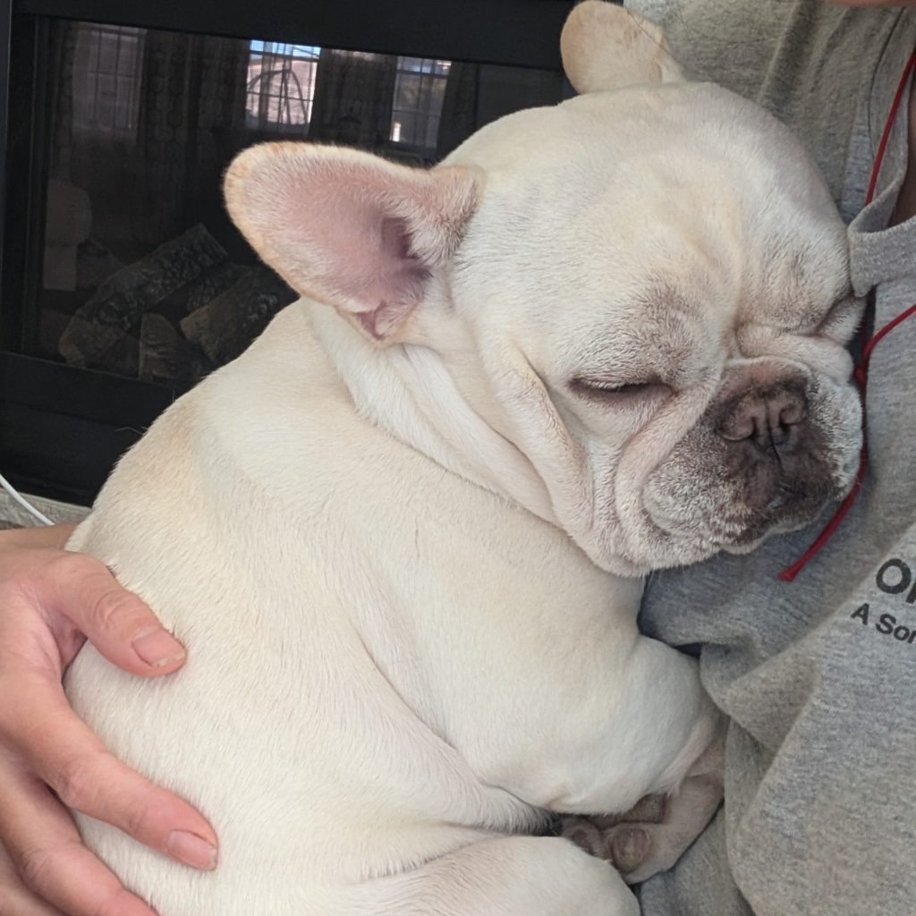 French Bulldog For Sale Colorado