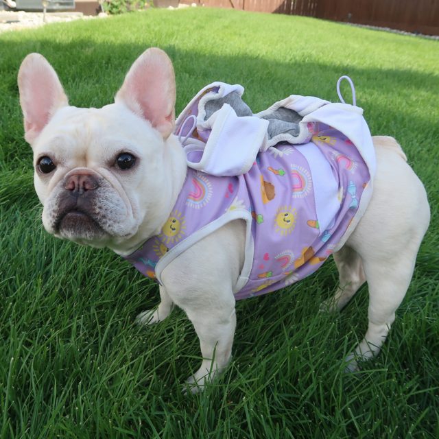 Quality French Bulldog