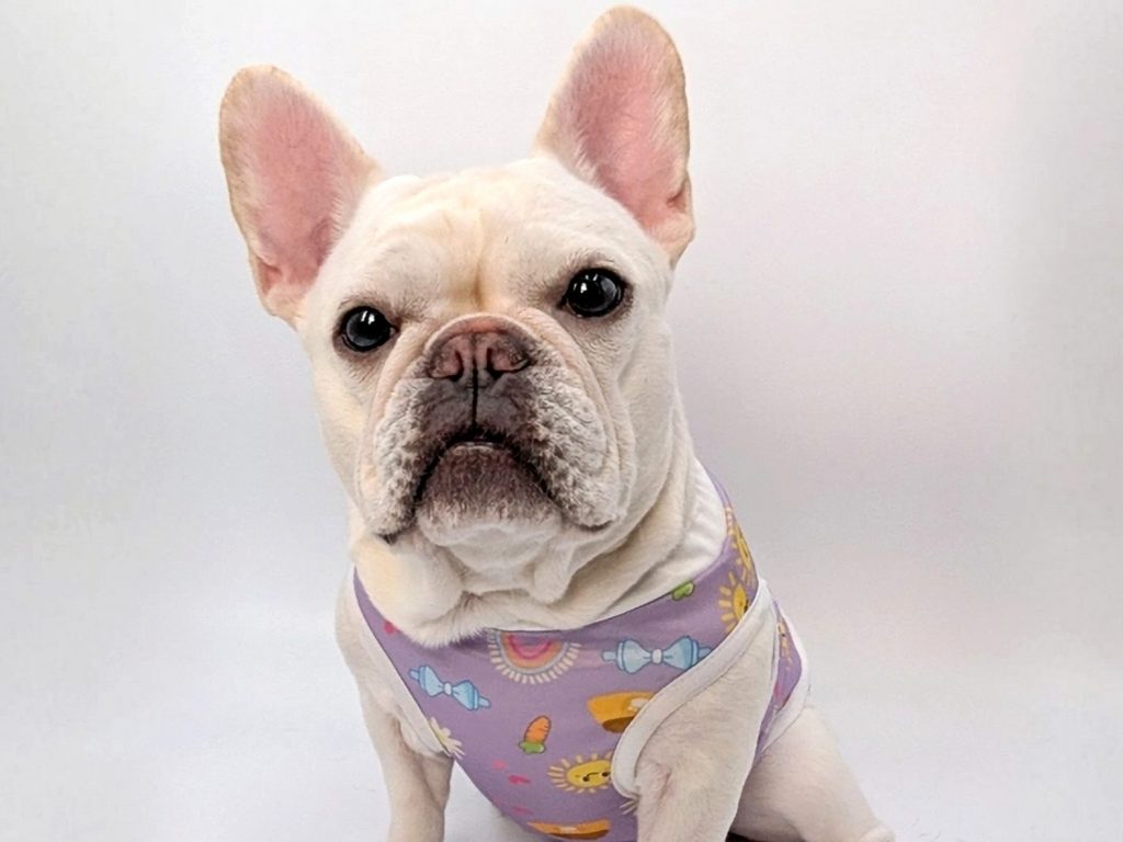 Colorado French Bulldog