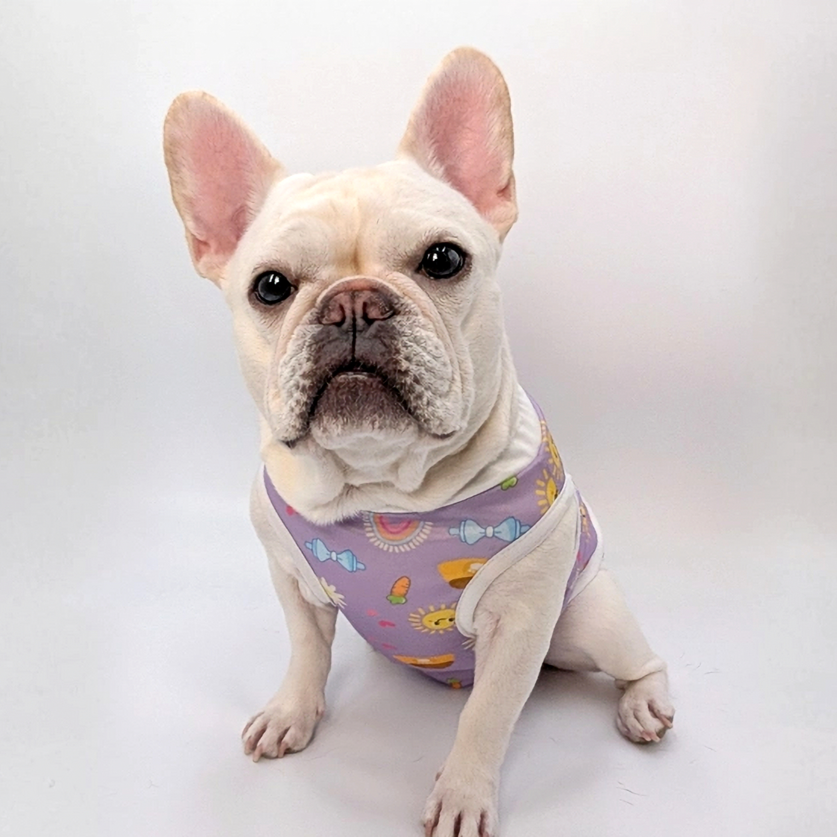 Colorado French Bulldog Breeder